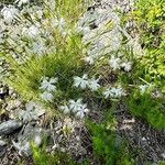 Dianthus spiculifolius Habit