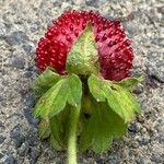 Potentilla indica Fruto