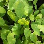 Epimedium grandiflorum Leaf