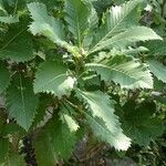 Quercus pontica Blatt