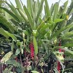 Heliconia rostrata Yaprak