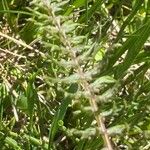 Pedicularis comosa Hoja
