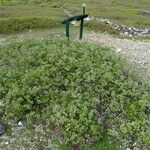 Borrichia arborescens Habit