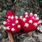 Cytinus ruber Flower