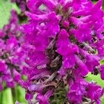 Stachys officinalis Квітка