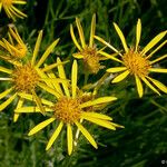 Senecio clarkianus