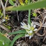 Allium chamaemoly অভ্যাস