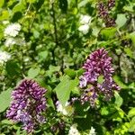 Syringa persica Flor