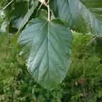 Morus alba Blad