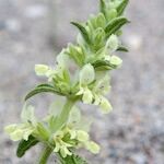 Stachys maritima Arall