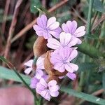 Petrorhagia prolifera Flor