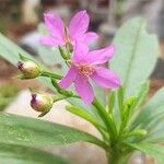 Talinum fruticosum Flower