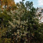 Dombeya shupangae Habit