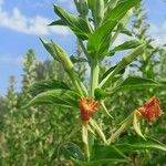 Oenothera villosa पत्ता