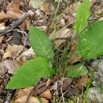 Hieracium vulgatum (Feuille)