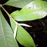 Vochysia guianensis Leaf