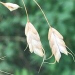 Bromus squarrosus Fruit