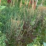 Lepidium perfoliatum Leaf