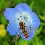 Nemophila menziesii Květ