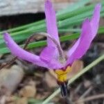 Primula pauciflora Květ