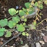 Clinopodium menthifoliumLevél