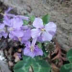 Orychophragmus violaceus Flor