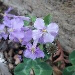 Orychophragmus violaceus Flower