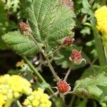 Rubus ursinus 果實