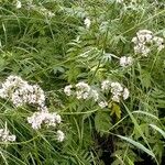 Valeriana officinalisCvet