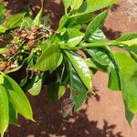 Coffea canephora Leaf