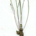 Arnoseris minima 整株植物