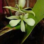 Prosthechea aemula Květ