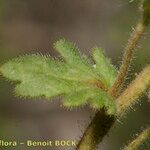 Veronica praecox Leaf