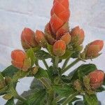 Aphelandra sinclairiana Flower