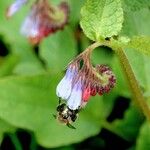 Symphytum caucasicum Flower