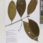 Rudgea stipulacea Leaf
