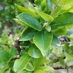 Vaccinium cylindraceum Hoja