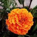 Tagetes erectaBlomma