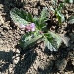 Verbena lasiostachys Yaprak