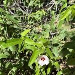 Pavonia hastata Leaf