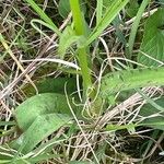 Dactylorhiza fuchsii Habit