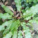 Rumex acetosa Leaf