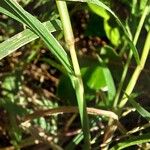 Echinochloa colonum Кора