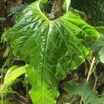 Anthurium formosum Leaf