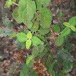 Cistus salviifolius Fuelha