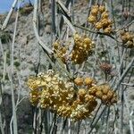 Asclepias albicans Cvet