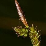 Carex umbrosa Arall