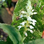 Aspidogyne querceticola Flower