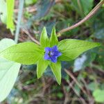 Jacquemontia tamnifolia Blüte