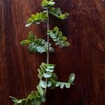 Haplocoelum foliolosum Leaf